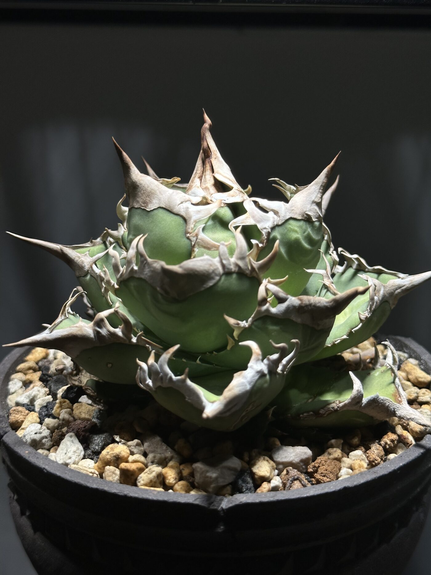 アガベ | アガベ・多肉植物卸売｜広楽株式会社